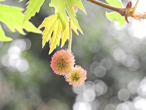 Image of Platanus orientalis by (c) Susan Marley, some rights reserved (CC BY)