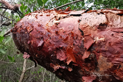 Burseraceae