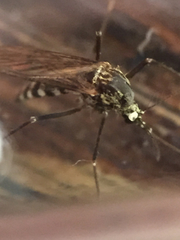 Aedes sierrensis
