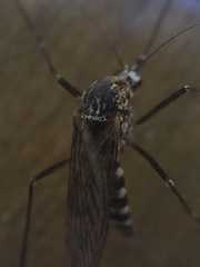 Aedes sierrensis