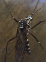 Aedes sierrensis