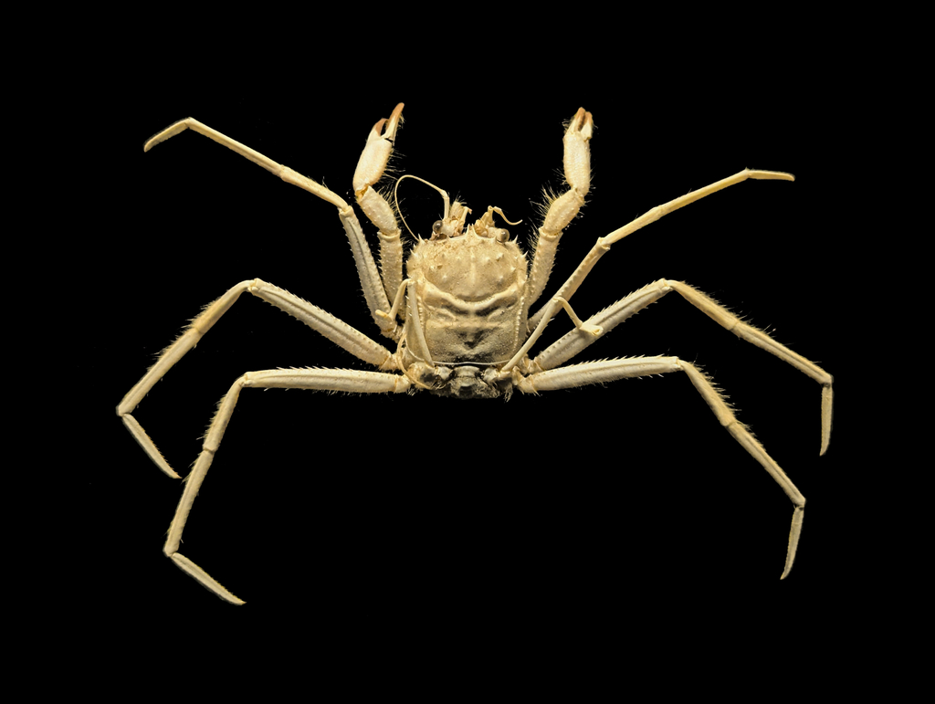 Lamoha murotoensis