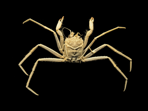 Lamoha murotoensis