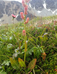 Rumex lapponicus