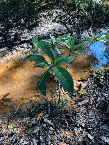 Voacanga thouarsii, photograph 6