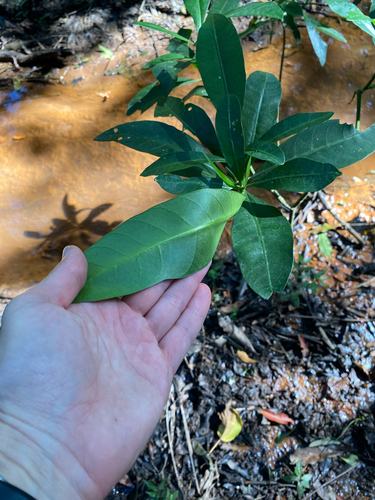 Voacanga thouarsii, photograph 5