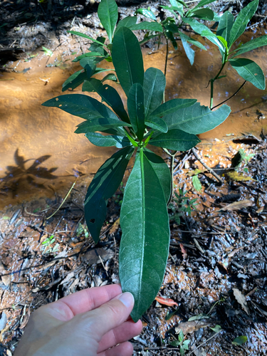 Voacanga thouarsii, photograph 4