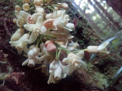 Dysoxylum parasiticum