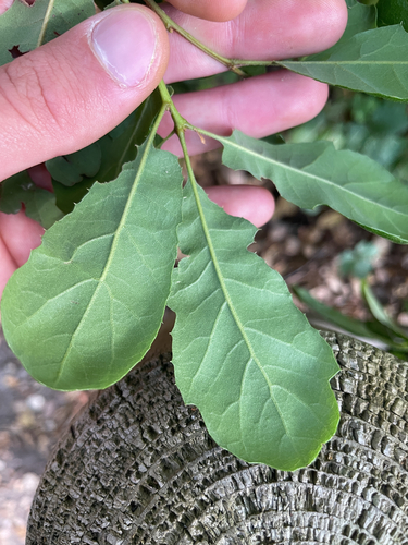 Quercus berberidifolia × durata