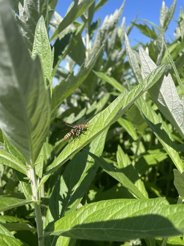iNaturalist observation photo of Guinea Paper Wasp