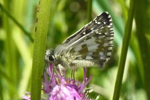 Margoji Hesperija nuotrauka