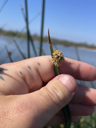 iNaturalist observation photo of American three-square bulrush