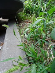 Setaria viridis