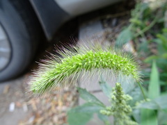 Setaria viridis