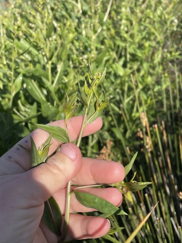 iNaturalist observation photo of broadleaved pepperweed