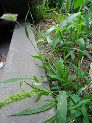 Setaria viridis