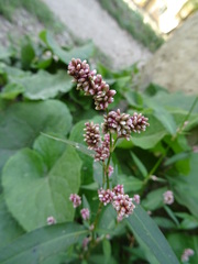 Persicaria