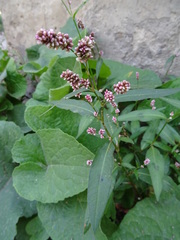 Persicaria