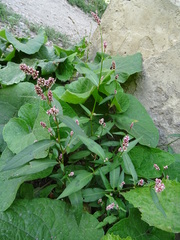 Persicaria