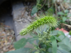 Setaria viridis