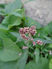 Persicaria
