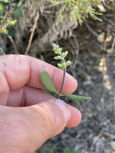 iNaturalist observation photo of Southern Honeysuckle