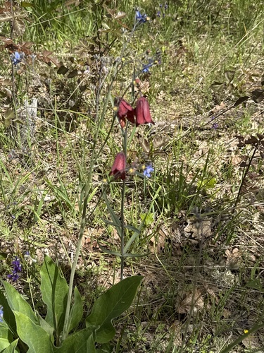 Gentner's fritillary (Fritillaria gentneri)