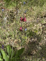 (c) Rob Santry, some rights reserved (CC BY) Fritillaria gentneri, photograph (c) Rob Santry, some rights reserved (CC BY)