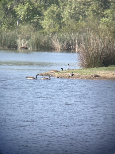 iNaturalist observation photo of Spiny Softshell