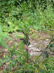 Erysimum cheiranthoides