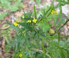 Erysimum cheiranthoides