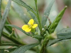 Erysimum cheiranthoides