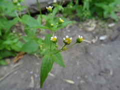 Galinsoga parviflora