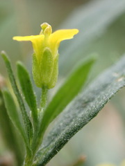 Erysimum cheiranthoides