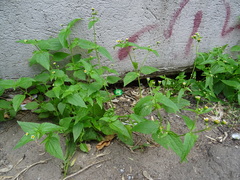Galinsoga parviflora