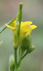 Erysimum cheiranthoides