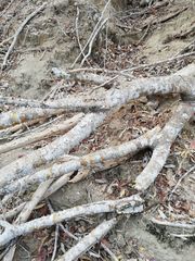 Cnidoscolus megacanthus