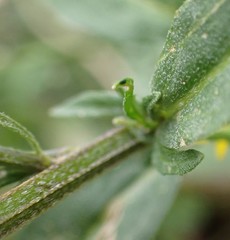 Erysimum cheiranthoides