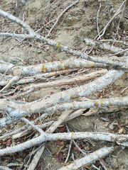 Cnidoscolus megacanthus