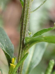 Erysimum cheiranthoides