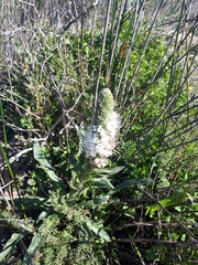 Echiostachys spicatus