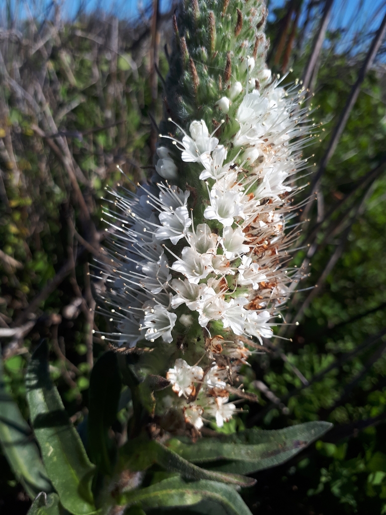 White Boragebrush