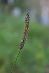 Plantago maxima