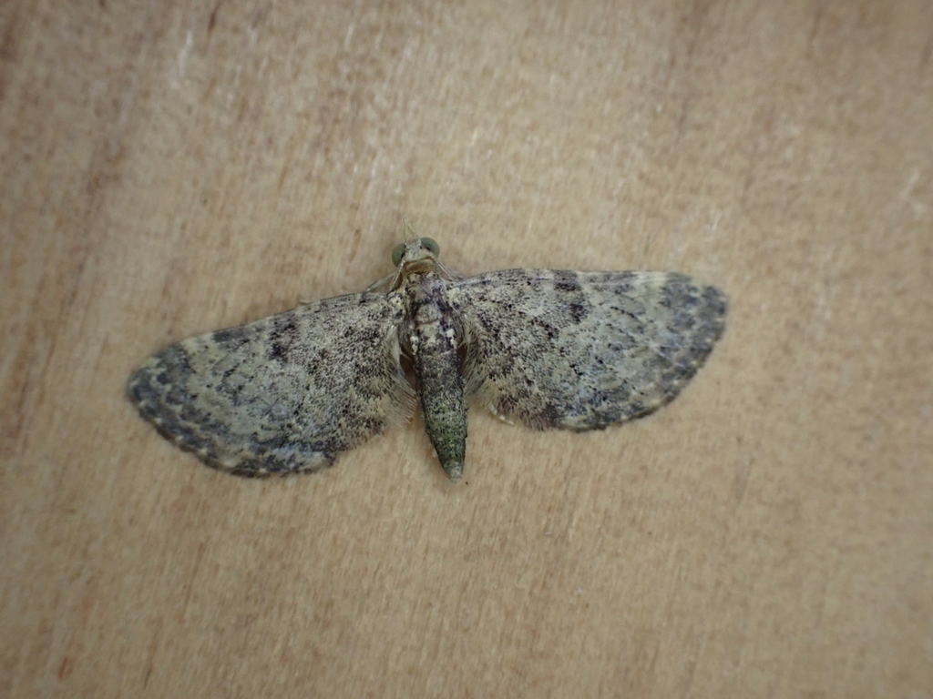 Chloroclystis elaeopa