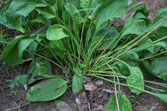 Plantago maxima