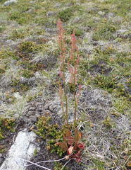 Rumex lapponicus