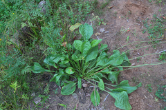 Plantago maxima
