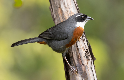 Chestnut-breasted Mountain-Finch