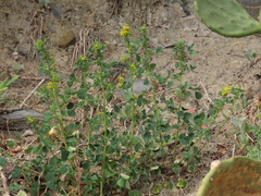 Trigonella esculenta