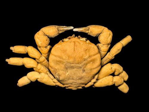 Metadynomene devaneyi